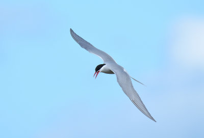 Arctic Tern