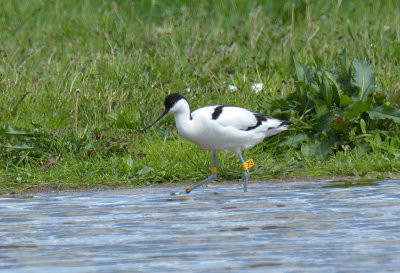 Avocet