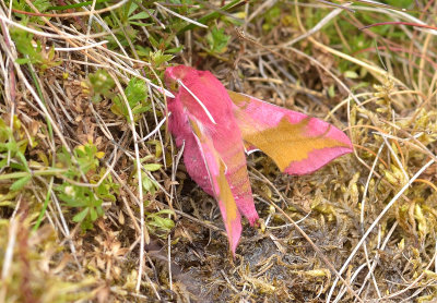 Small Elephant Hawkmoth