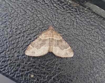 Dark-barred Twin-spot Carpet 