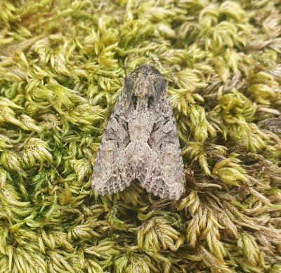 Dusky Brocade 