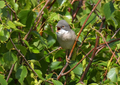 Whitethroat