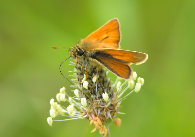 Small Skipper