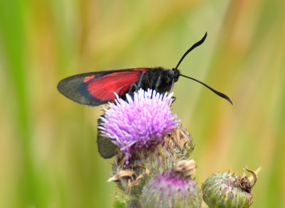 Five-spot Burnet