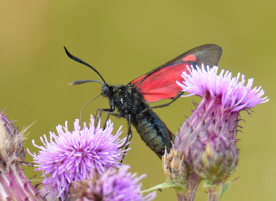 Five-spot Burnet