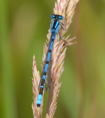 Common Blue Damselfly