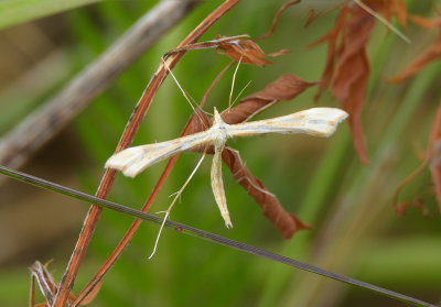 Yarrow Plume Moth