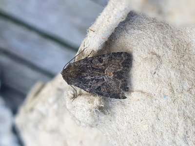 Tawny Marbled Minor 