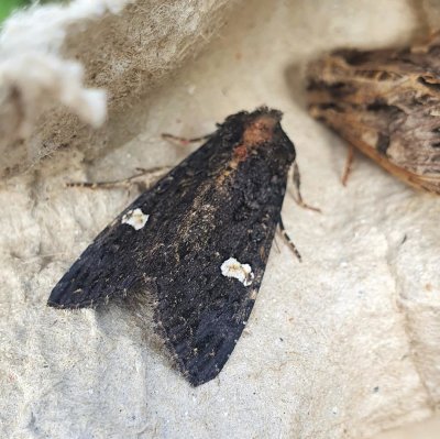 Dot Moth