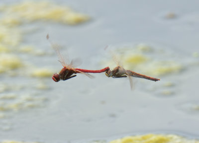 Red-veined Darter