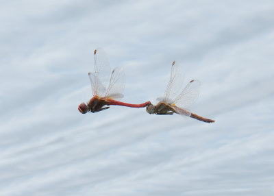 Red-veined Darter