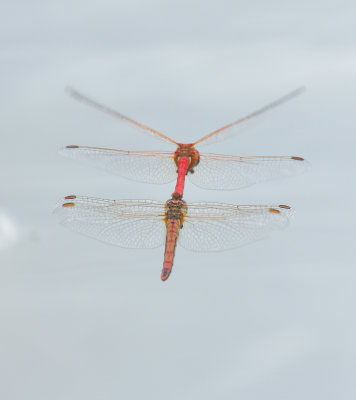 Red-veined Darter