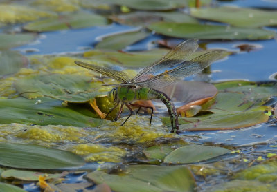 Emperor Dragonfly