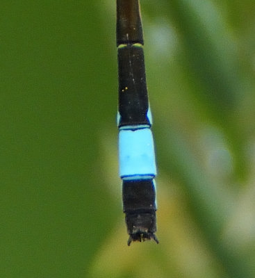Blue-tailed Damselfly 