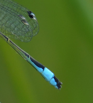Blue-tailed Damselfly 