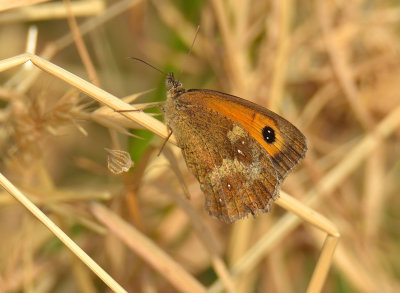 Gatekeeper