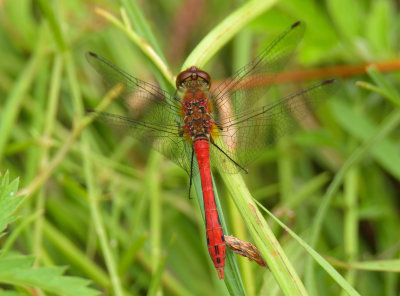 Ruddy Darter
