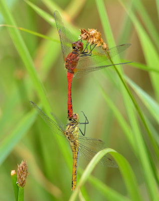 Ruddy Darter