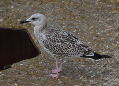 Yellow-legged Gull