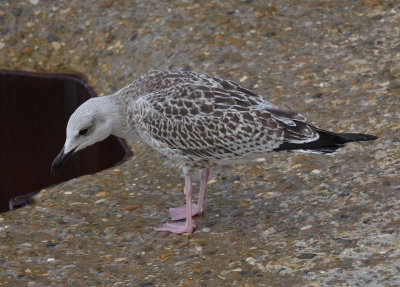 Yellow-legged Gull