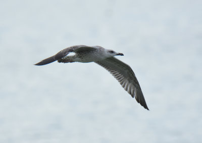 Yellow-legged Gull