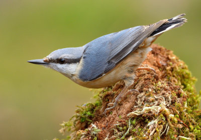 Nuthatch