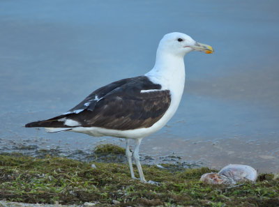 CAPE GULL