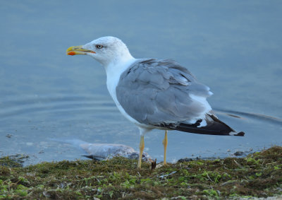 Yellow-legged Gull