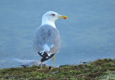 Yellow-legged Gull