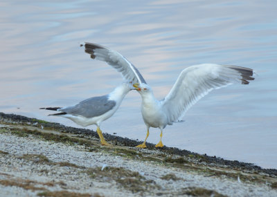 Yellow-legged Gull