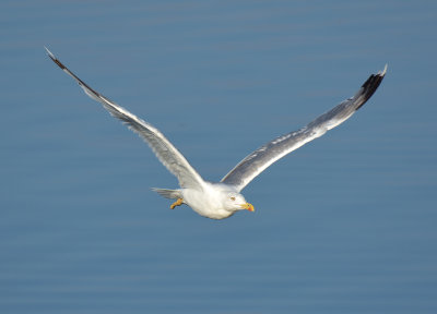 Yellow-legged Gull