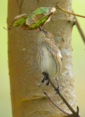 Myrtle Warbler