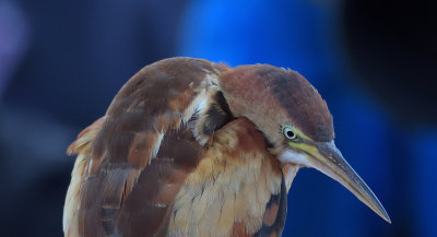 Least Bittern