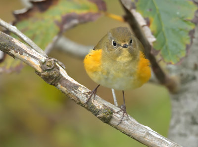Red-Flanked Bluetail 