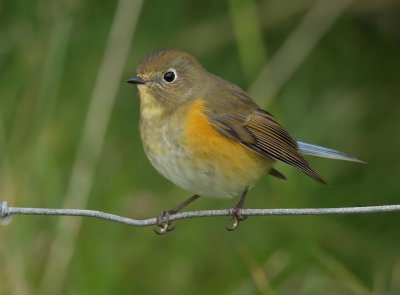 Red-Flanked Bluetail 