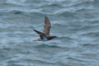 BROWN BOOBY