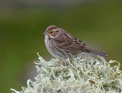 Little Bunting 