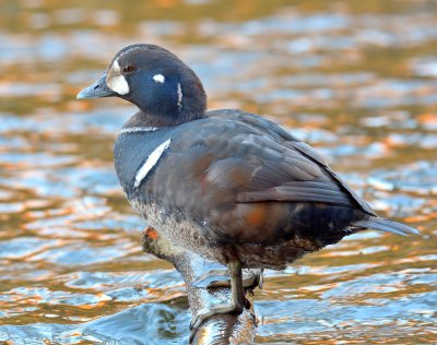 Harlequin Duck 