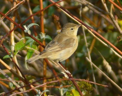 Booted Warbler 