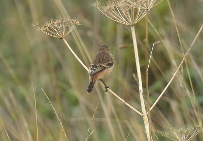 Stejneger's Stonechat