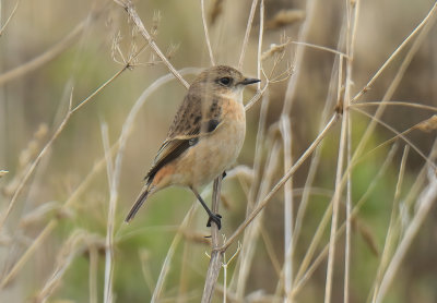 Stejneger's Stonechat