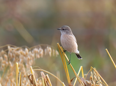 Siberian Stonechat 