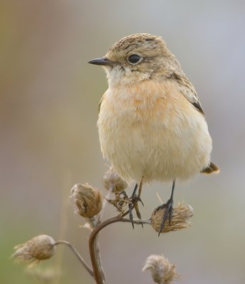 Siberian Stonechat 