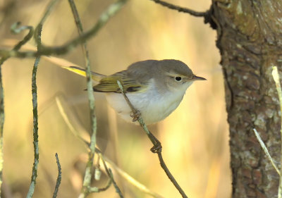 WESTERN-BONELLI'S WARBLER