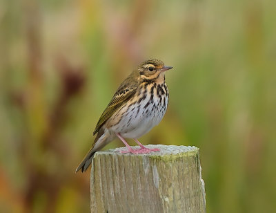 Olive-backed Pipit 