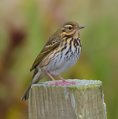 Olive-backed Pipit 