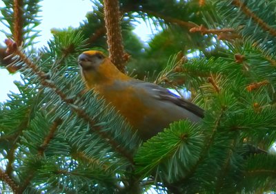 PINE GROSBEAK