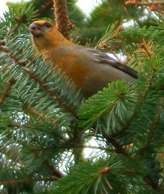 Pine Grosbeak 