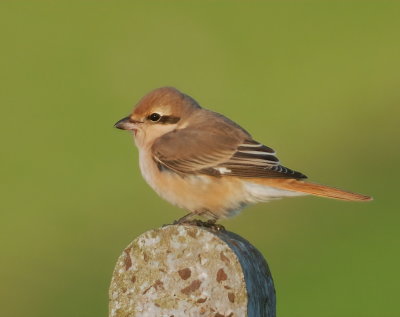 DAURIAN SHRIKE 