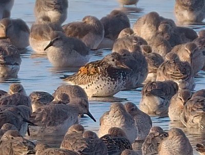 Great Knot 